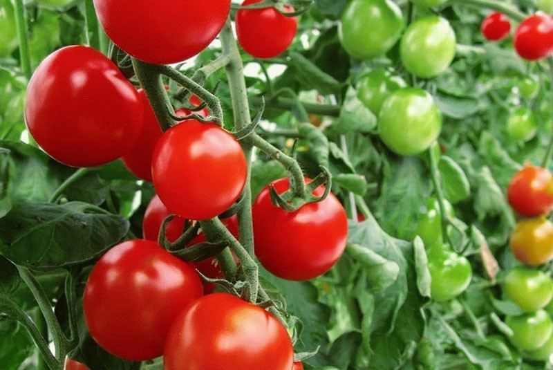 odabirom sorti rajčice za Lenjingradsku regiju