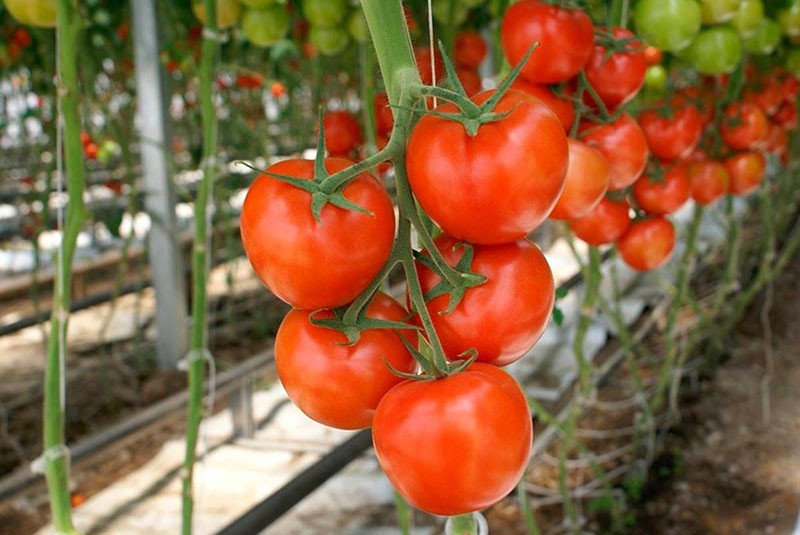 rajčice za staklenike i staklenike