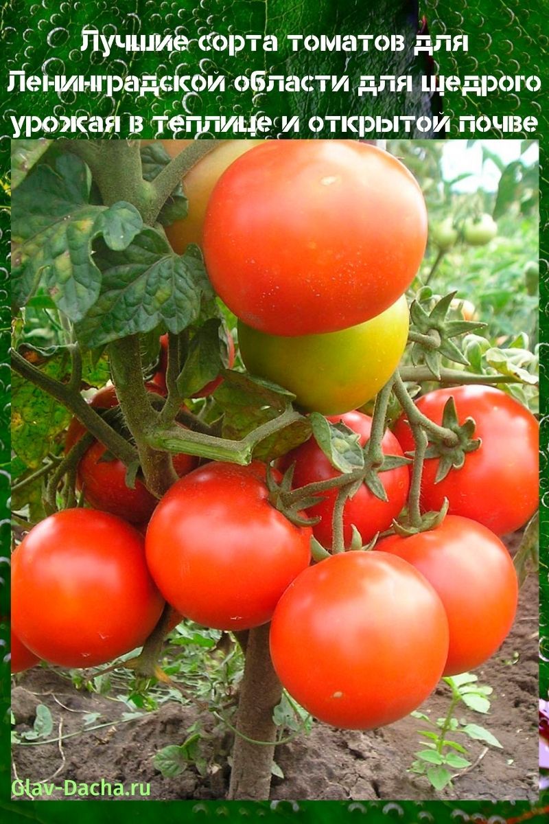 sorte rajčice za Lenjingradsku regiju
