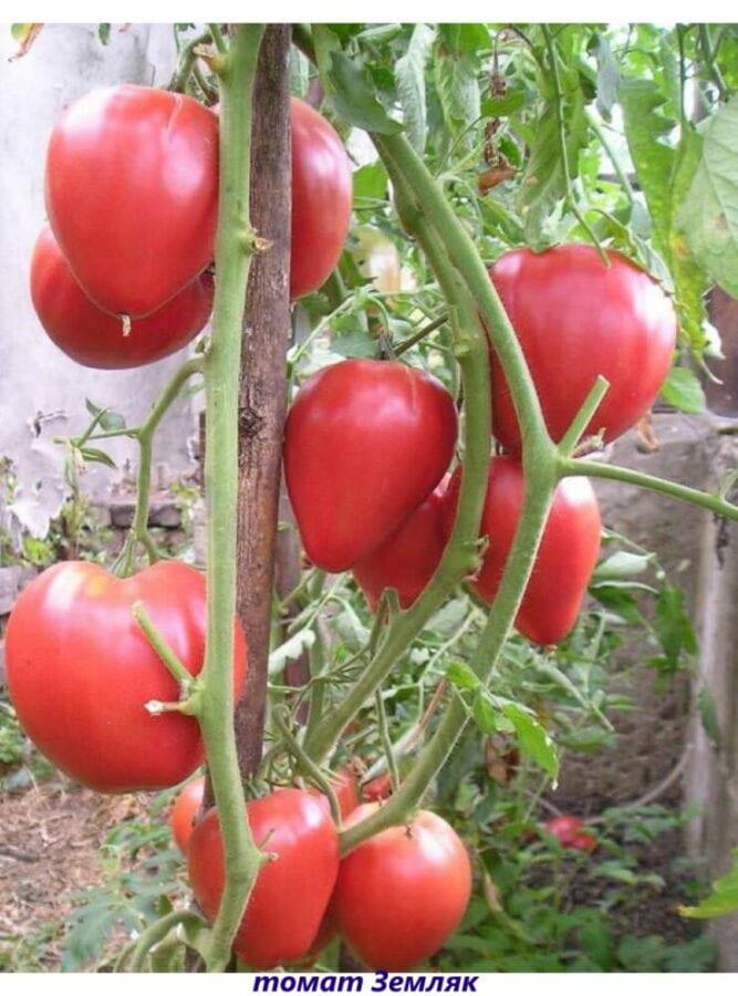 tomaten landgenoot