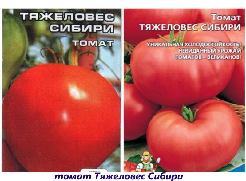 tomaat zwaargewicht siberië
