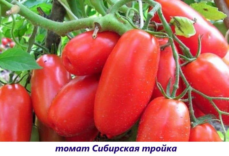 Siberische trojka-tomaat