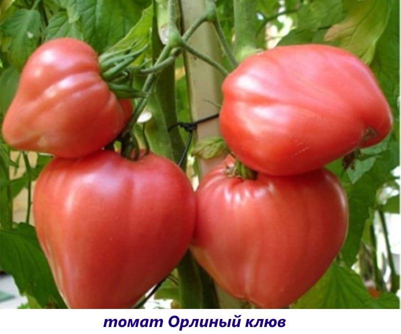 arendsnavel tomaat