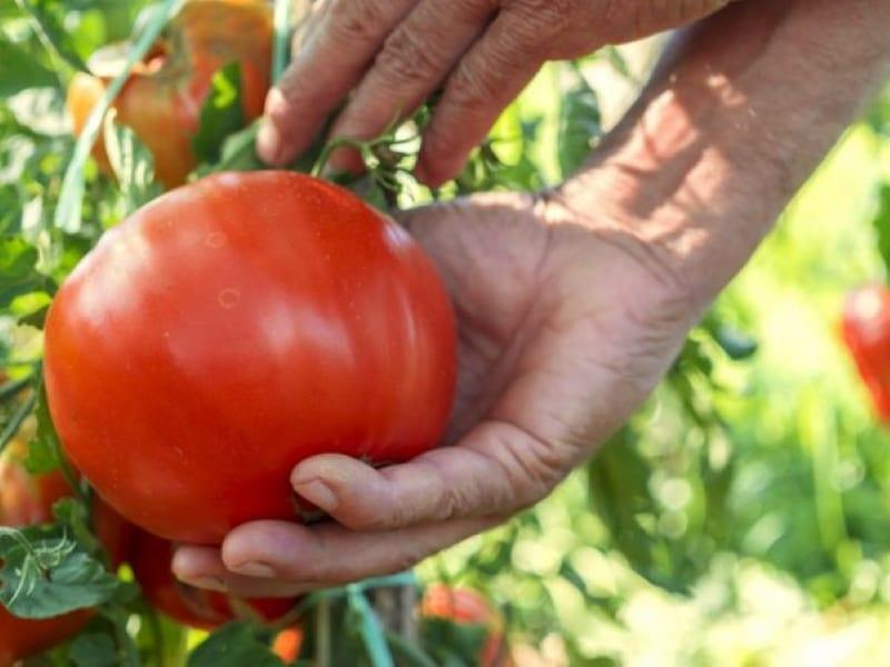 najbolje sorte rajčice za Sibir