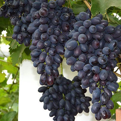 Codryanka-druiven