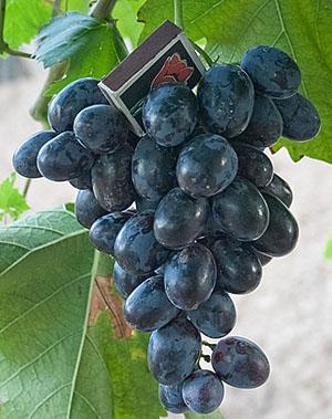 Hadji Murat-druiven