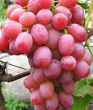Libijsko grožđe