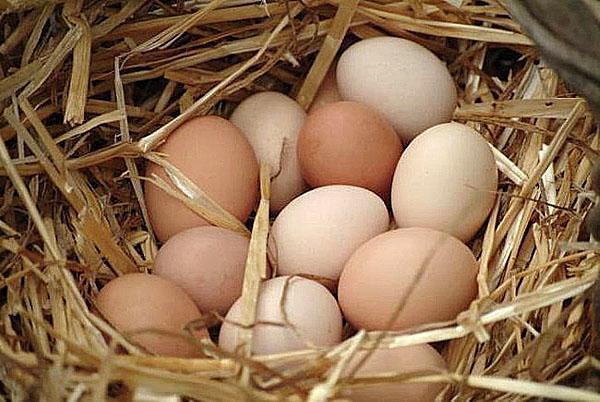 prikupljanje jaja