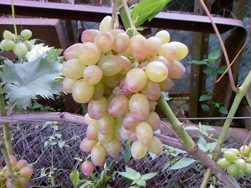 karmozijnrode druivensoort beschrijving voor- en nadelen