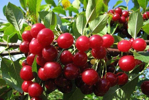 plodovi sorte Lyubskaya