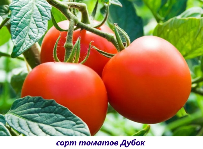 hrast rajčice