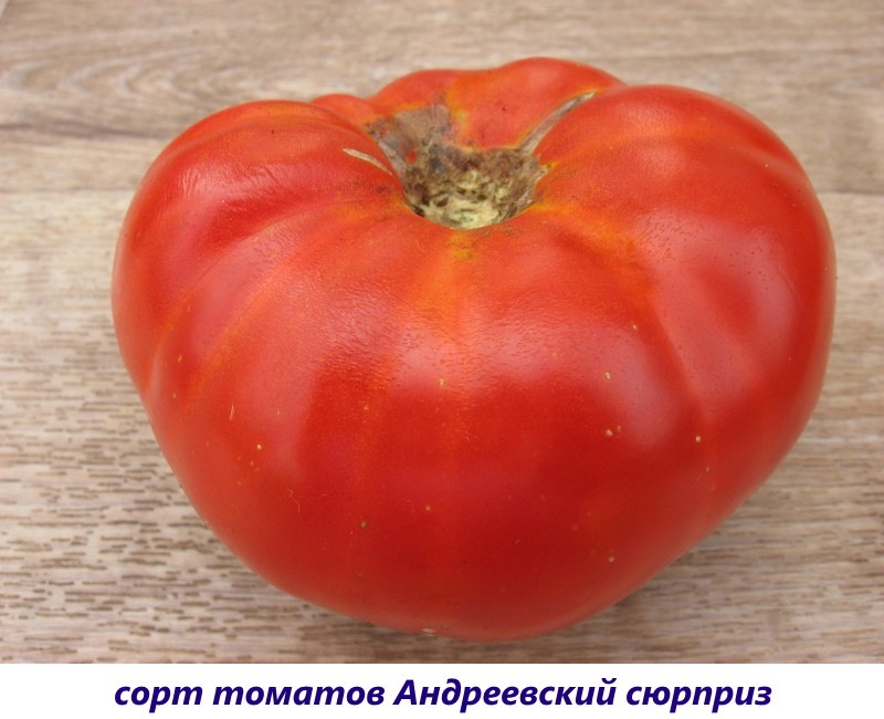 rajčica andreevsky iznenađenje
