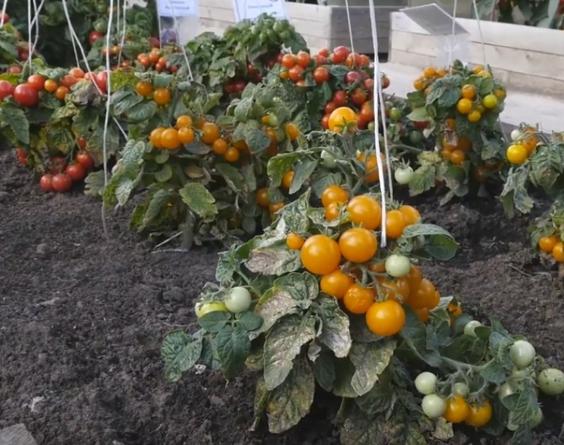 standardne sorte rajčice za Sibir