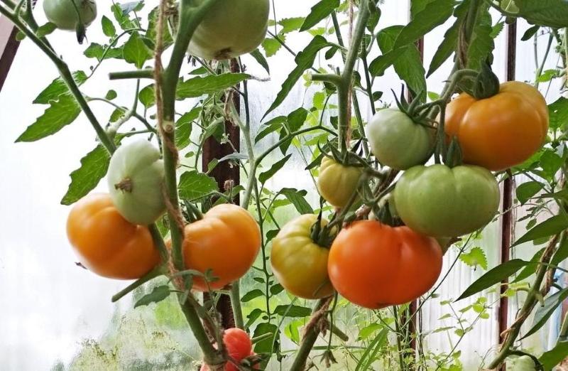 verscheidenheid aan tomatenhoning spa's