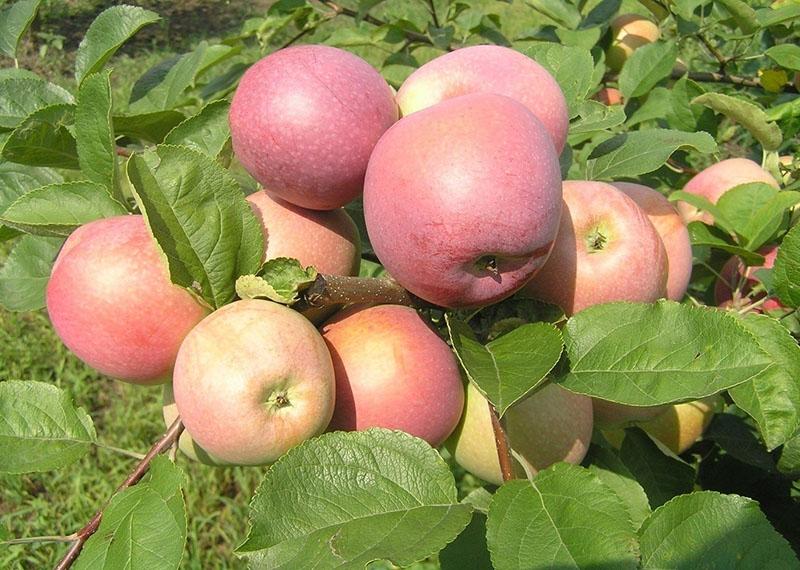 vruchtvorming van een appelboom van het ras Slava Winners