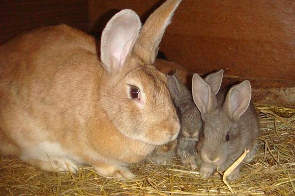 konijn met konijnen