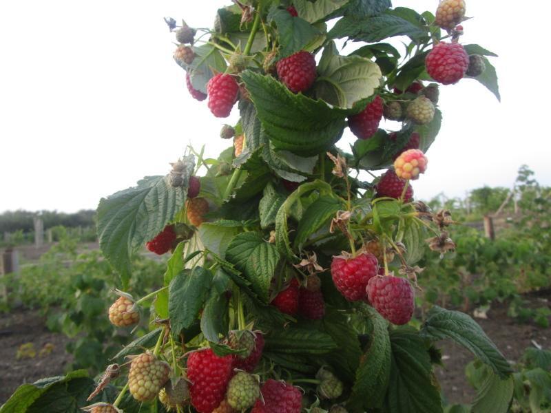 raspberry polka variëteit beschrijving foto