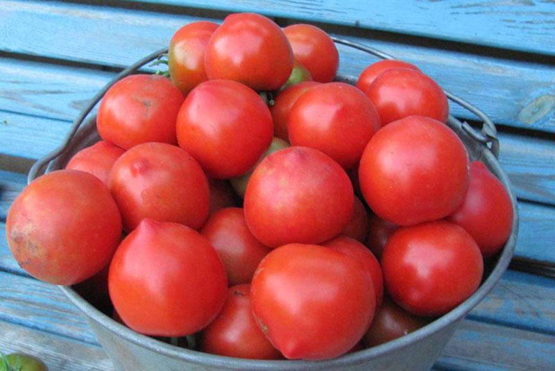 kiseljenje rajčica