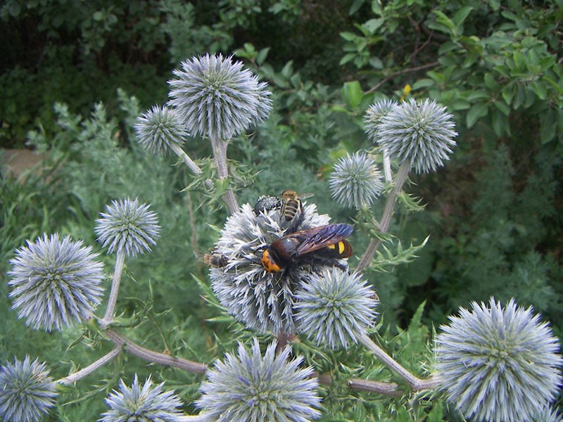 bloeiende honingplant balhoofdige mordovnik