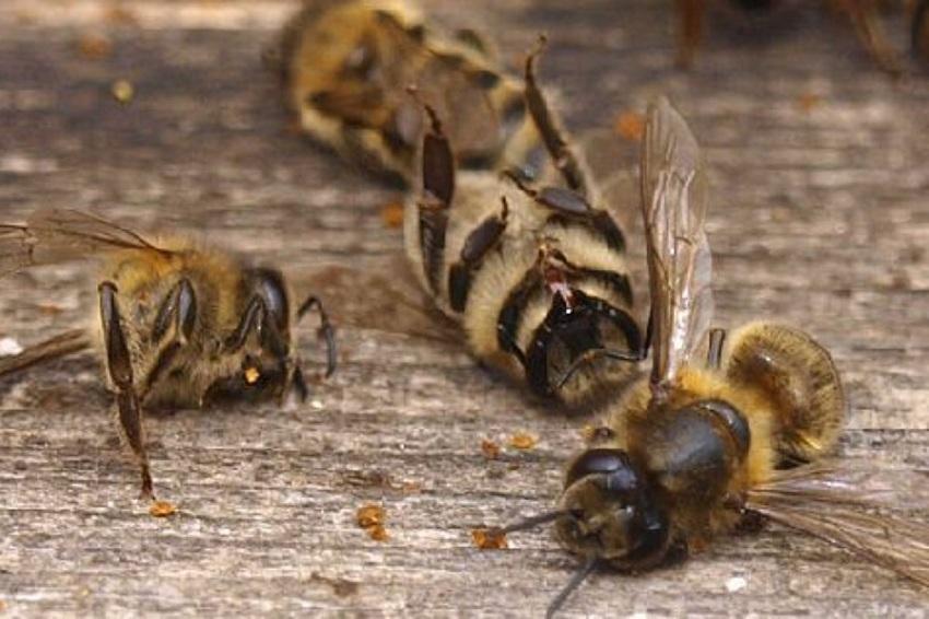 Smrtnost pčela