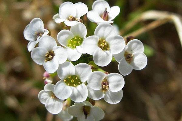 nježni cvat alisuma