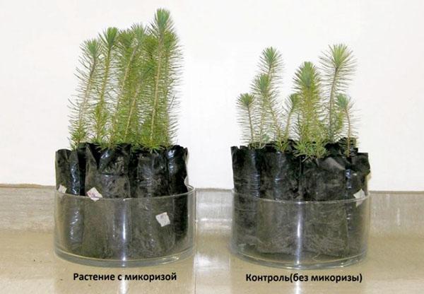 planten met en zonder mycorrhiza