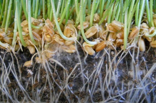 de voordelen van mycorrhiza