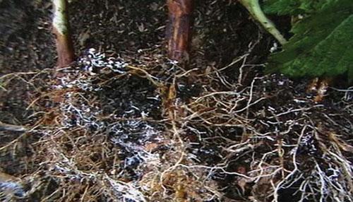 de vorming van mycorrhiza met plantenwortels