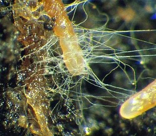 kunstmatige mycorrhiza-infectie