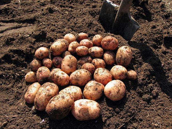 aardappel oogst