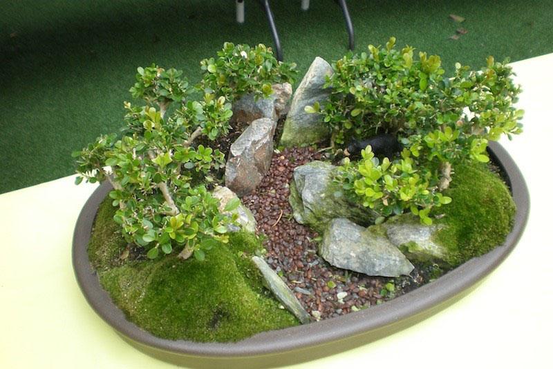 mahovina za mini vrt