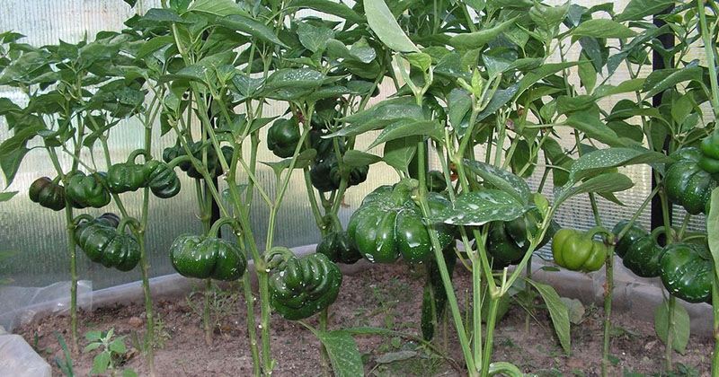 groeiende gogoshary peper