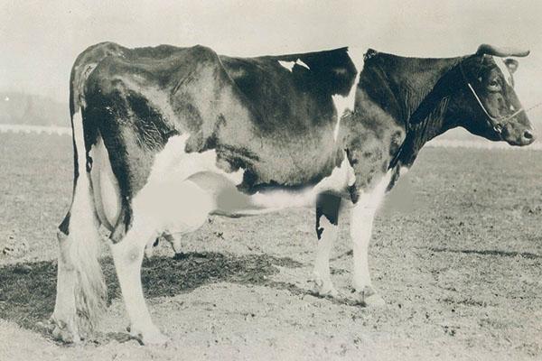 koe Holstein in 30 jaar