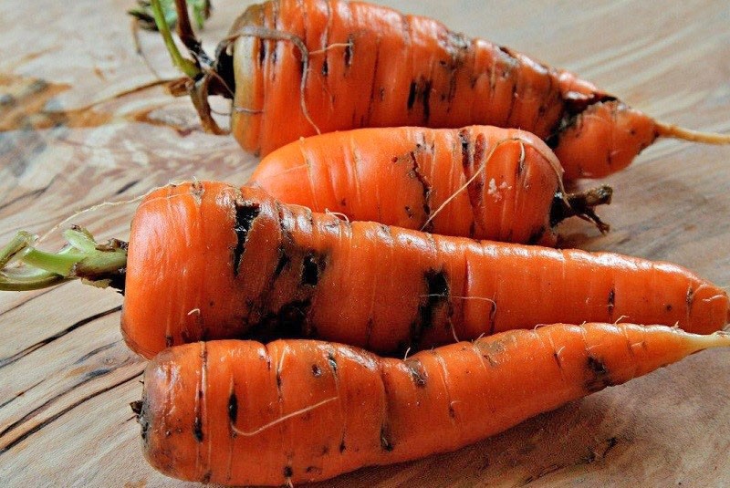 schade aan wortelen door ziekten en plagen