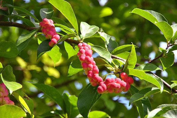 Magnolija Kobus lišće i plodovi