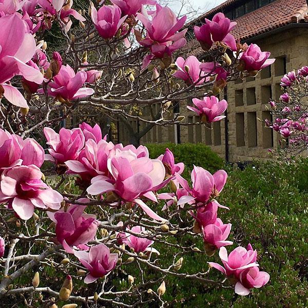 ružičasta magnolija Soulange