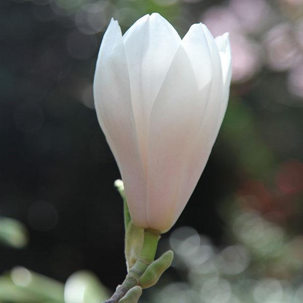 Magnolia sulange Alba Superba