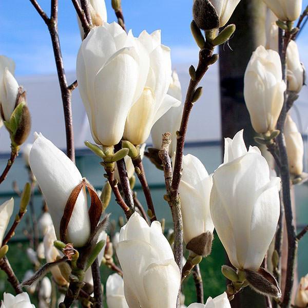 pupoljci magnolije goli