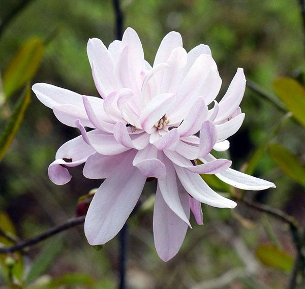 Zvijezda magnolije (M. stellata)
