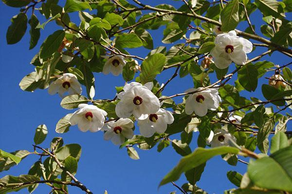 Cvijet magnolije Siebold