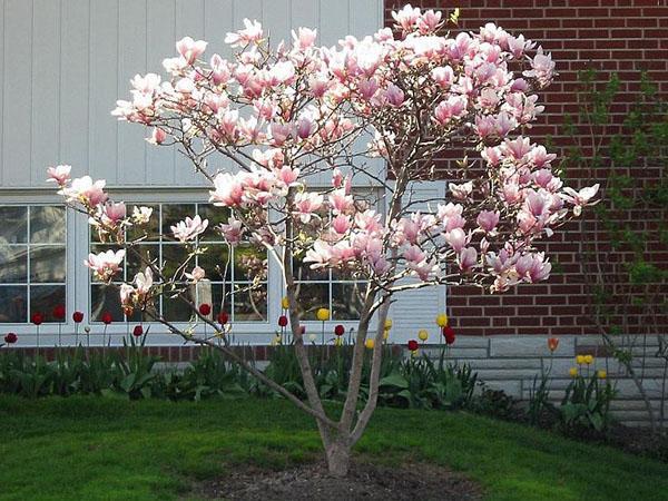 magnolije u parku