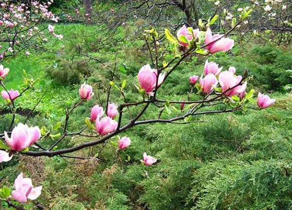 cvjeta magnolija