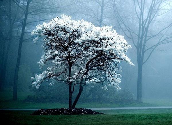 snježnobijela magnolija u parku