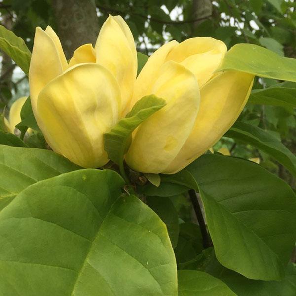Cvjetna sorta magnolije Yellow Bird