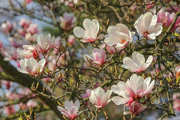 sorte magnolije otporne na mraz