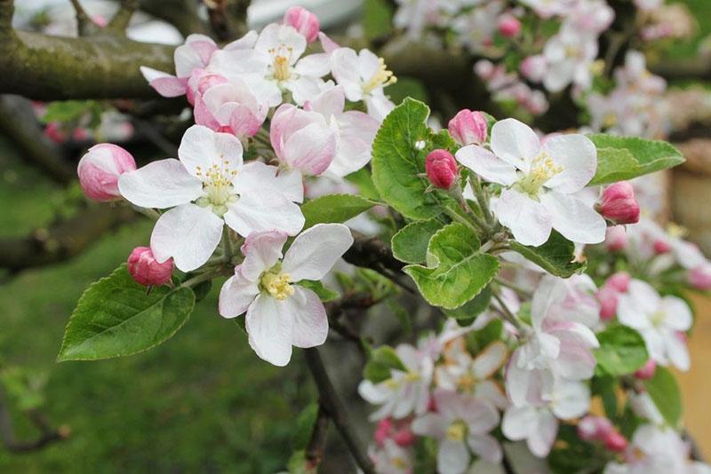 appelbomen van de variëteit Uralets bloeien