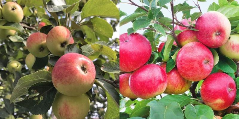 overvloedige vruchtvorming van de Uralets-appelboom