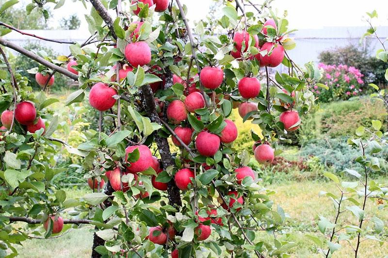 plaats van teelt van de appelboomvariëteit Uralets