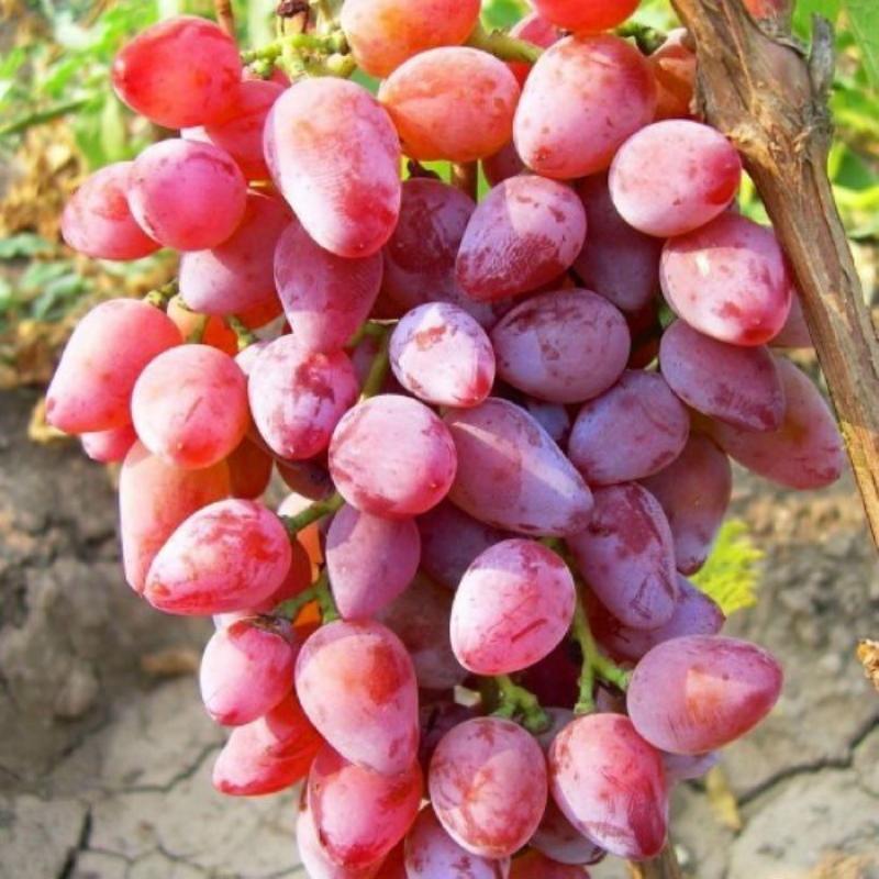 Rumba druivensoort beschrijving foto