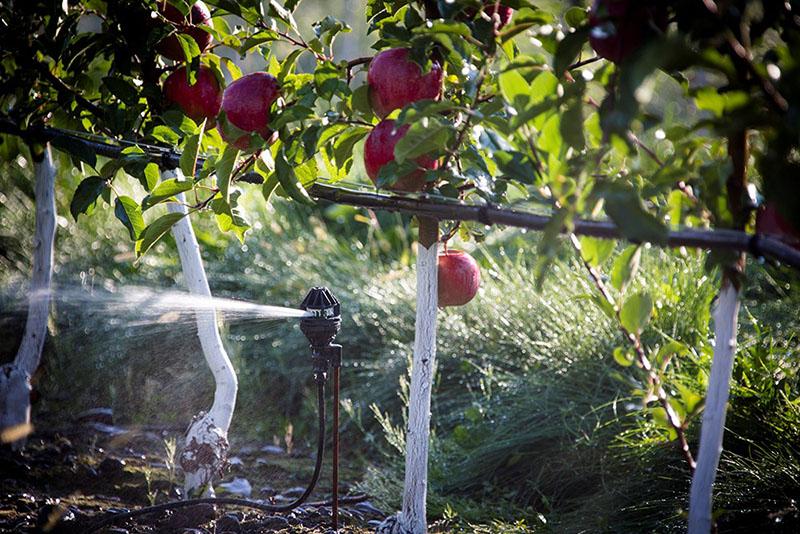 irrigatiesysteem in de appelboomgaard